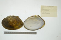 Lasmigona complanata image
