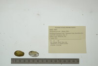 Toxolasma parvum image