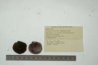 Cyclonaias tuberculata image