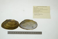 Pyganodon grandis image