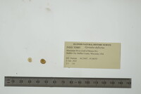 Gyraulus deflectus image