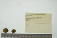 Corbicula largillierti image