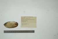 Lampsilis teres image