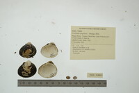 Corbicula largillierti image