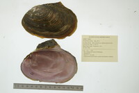 Potamilus alatus image