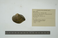 Truncilla truncata image