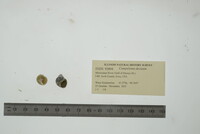 Campeloma decisum image