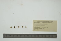 Somatogyrus depressus image