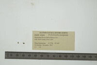 Media resource of Probythinella emarginata