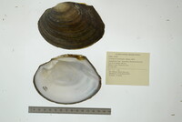Lasmigona complanata image