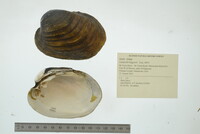 Lampsilis higginsii image