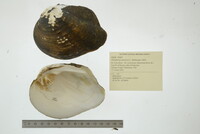 Theliderma metanevra image