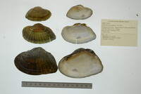 Alasmidonta marginata image