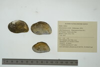 Alasmidonta viridis image