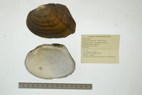 Lasmigona complanata image