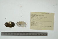 Toxolasma parvum image