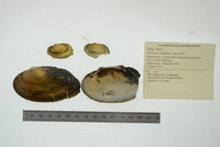 Strophitus undulatus image