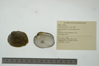 Amblema plicata image