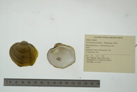 Cyclonaias nodulata image