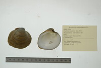 Cyclonaias pustulosa image