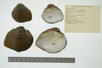 Fusconaia flava image