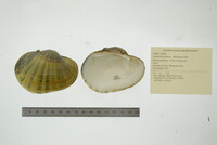 Lampsilis cardium image