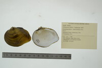 Obliquaria reflexa image