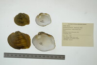 Quadrula quadrula image