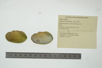 Strophitus undulatus image