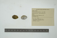 Truncilla donaciformis image