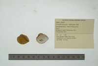 Truncilla truncata image