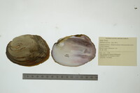 Amblema plicata image