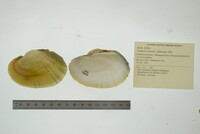 Lampsilis cardium image
