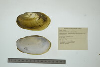 Lampsilis siliquoidea image
