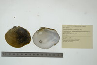 Quadrula quadrula image