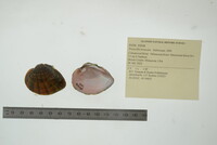 Truncilla truncata image