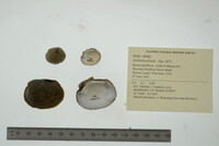 Amblema plicata image