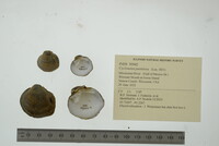 Cyclonaias pustulosa image