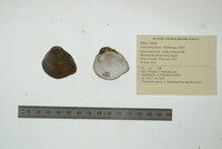 Fusconaia flava image