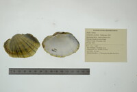 Lampsilis cardium image