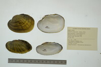 Lampsilis siliquoidea image
