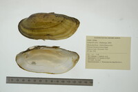 Lampsilis teres image