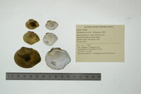 Obliquaria reflexa image