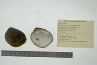 Obovaria olivaria image