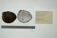 Pleurobema sintoxia image