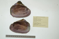 Potamilus alatus image
