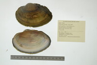 Pyganodon grandis image