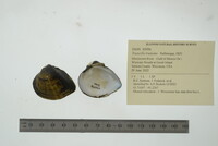 Truncilla truncata image