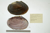 Potamilus ohiensis image