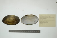 Anodontoides ferussacianus image